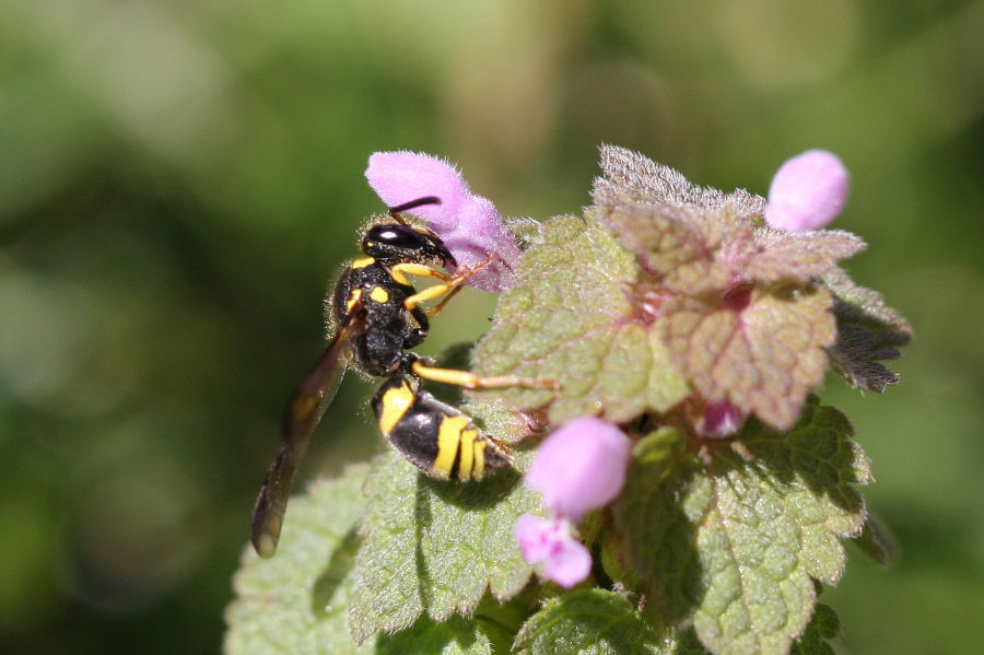 Vespidae Eumeninae:  Ancistrocerus longispinosus