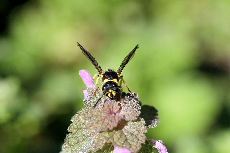 Vespidae Eumeninae:  Ancistrocerus longispinosus