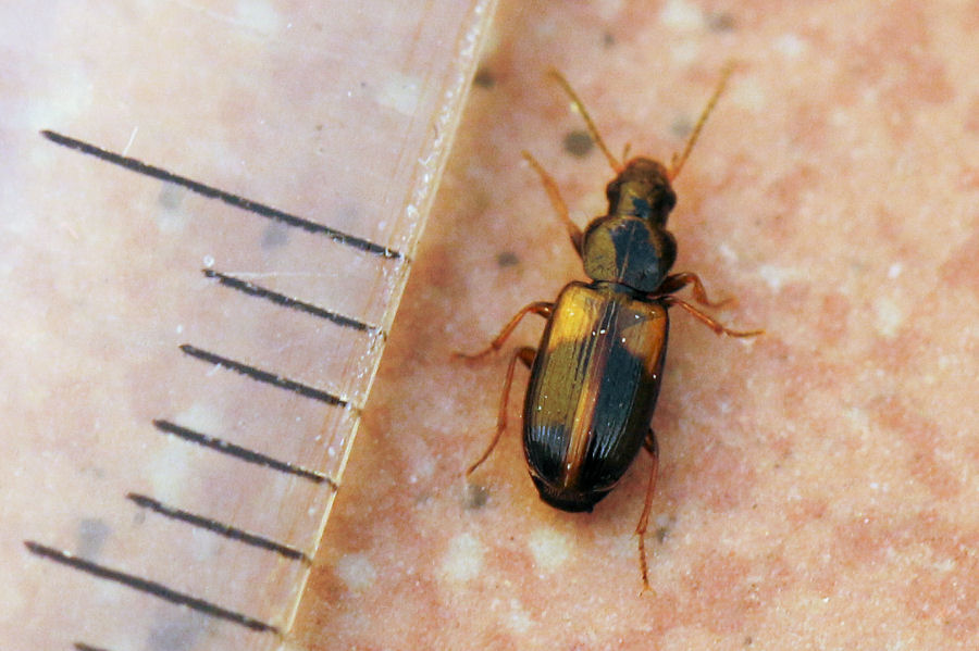 Carabidae: Acupalpus meridianus