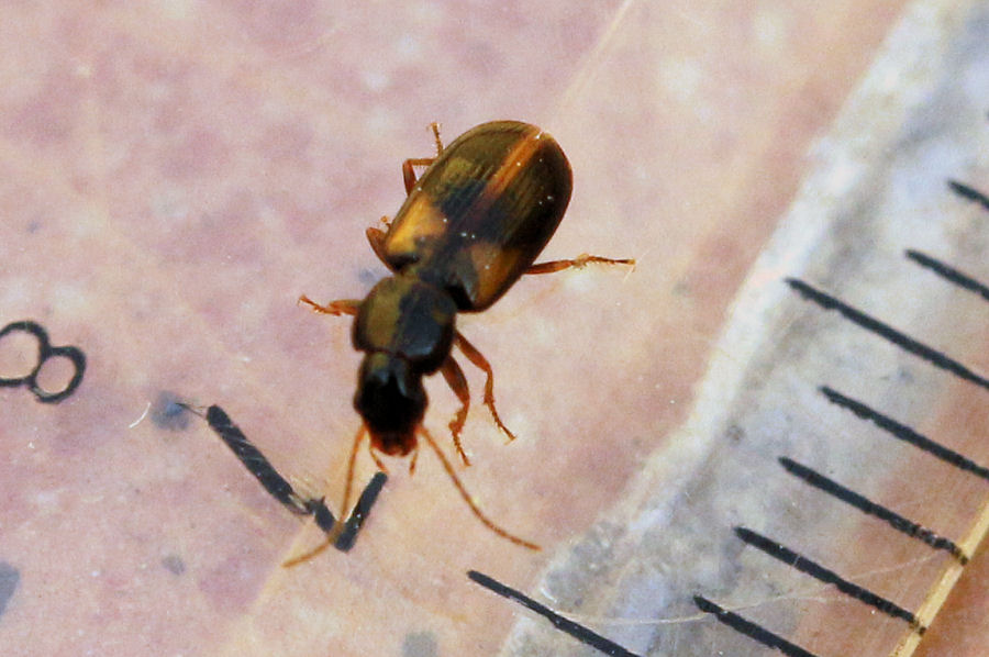 Carabidae: Acupalpus meridianus