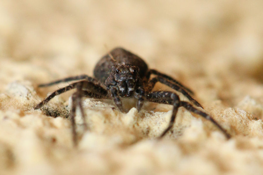 Thomisidae: Tmarus sp. - Castel Maggiore (BO)