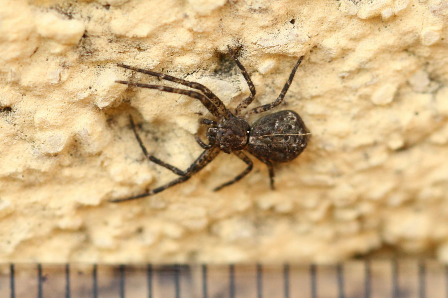 Thomisidae: Tmarus sp. - Castel Maggiore (BO)