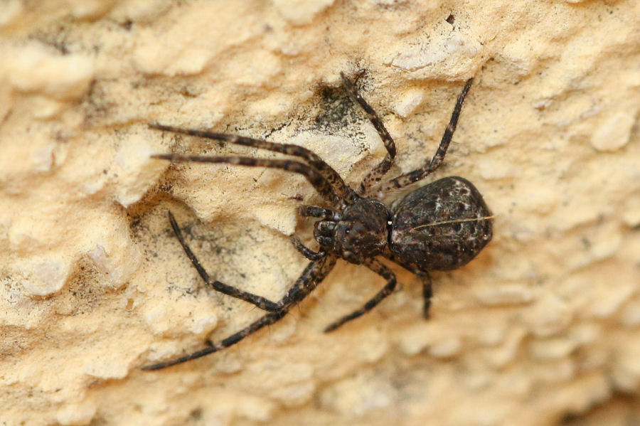 Thomisidae: Tmarus sp. - Castel Maggiore (BO)