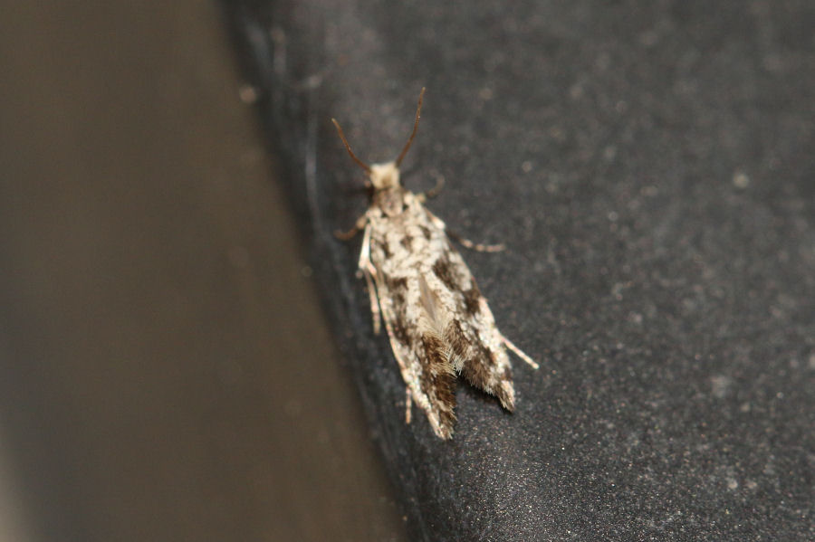 altro Tineidae da id.