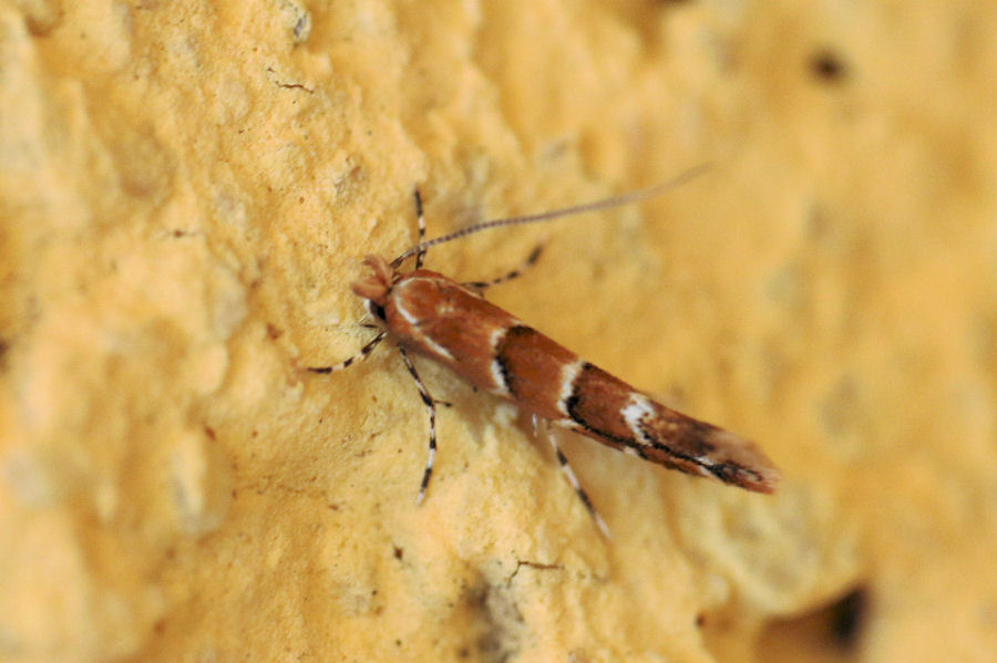 Gracillariidae: Cameraria ohridella?   S !