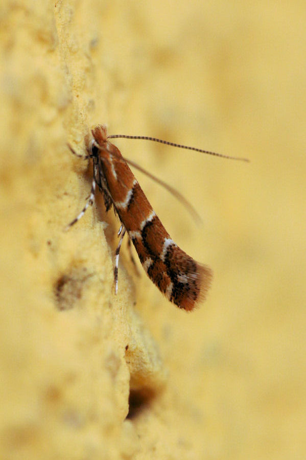 Gracillariidae: Cameraria ohridella?   S !