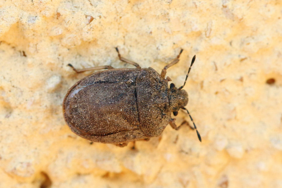 Pentatomidae: Podops inunctus