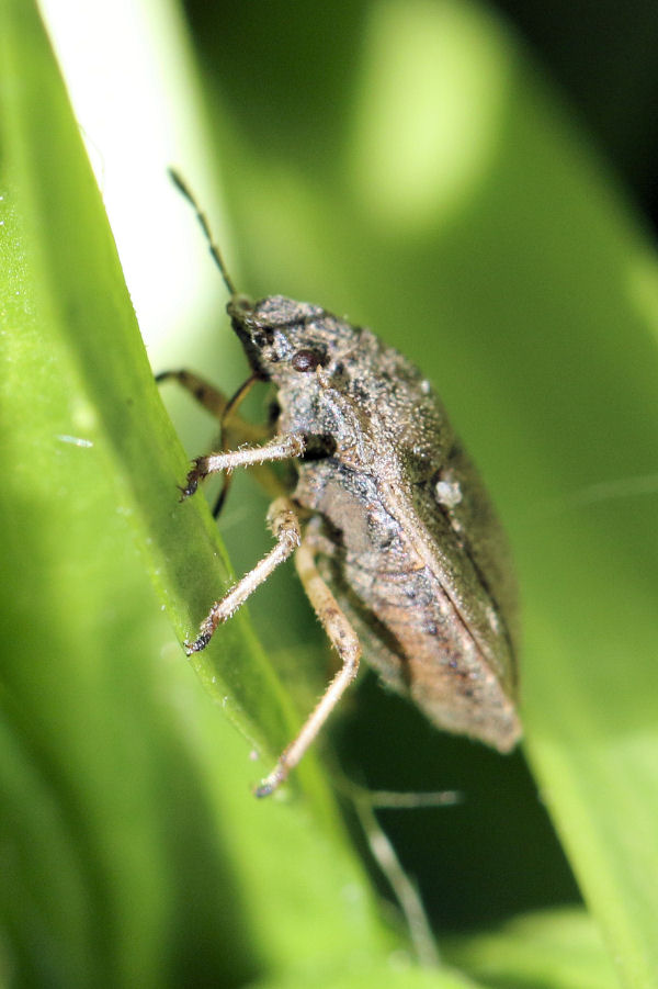 Pentatomidae: Podops inunctus