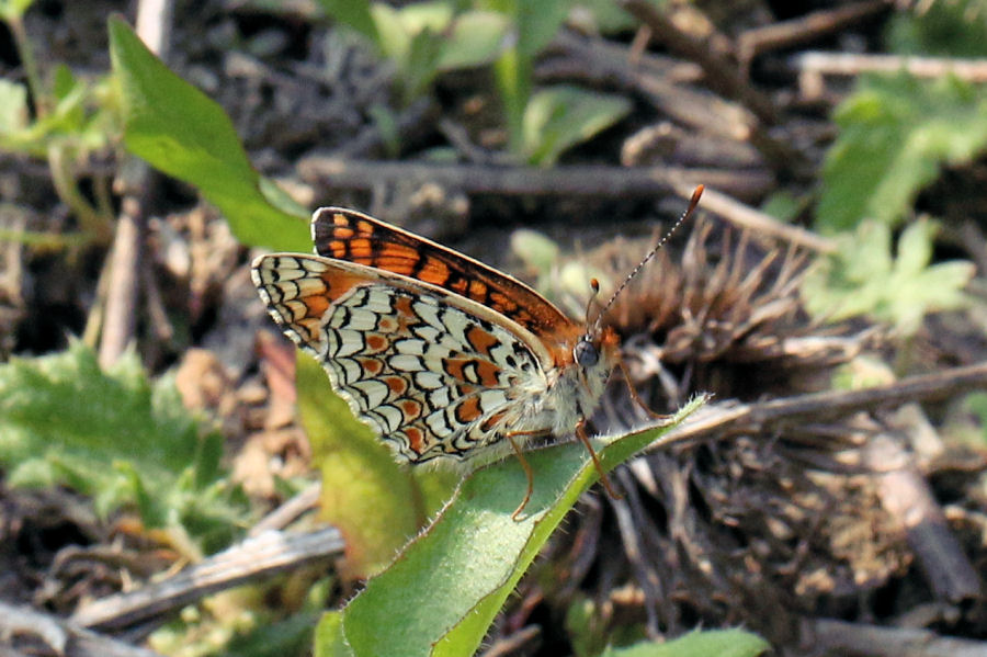 Melitaea phoebe?  S� !