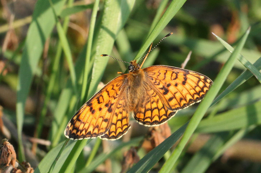 Melitaea phoebe?  S� !