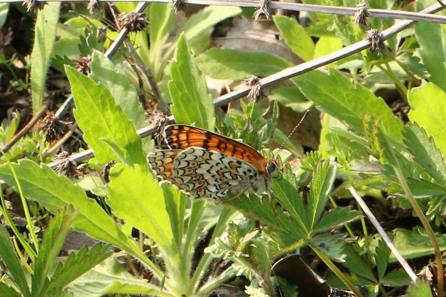Melitaea phoebe?  S� !