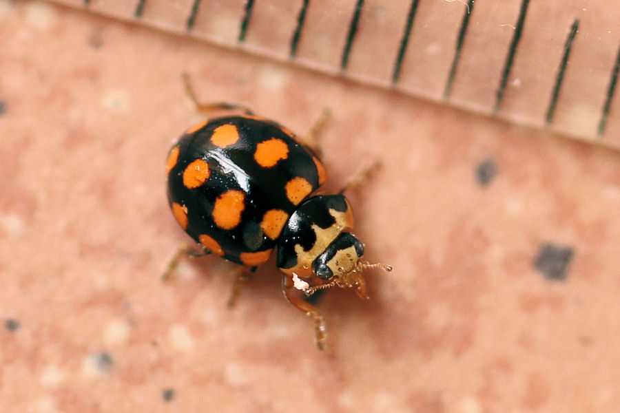 Coccinellidae: Propylea quatuordecimpunctata? No, Coccinula quatuordecimpustulata