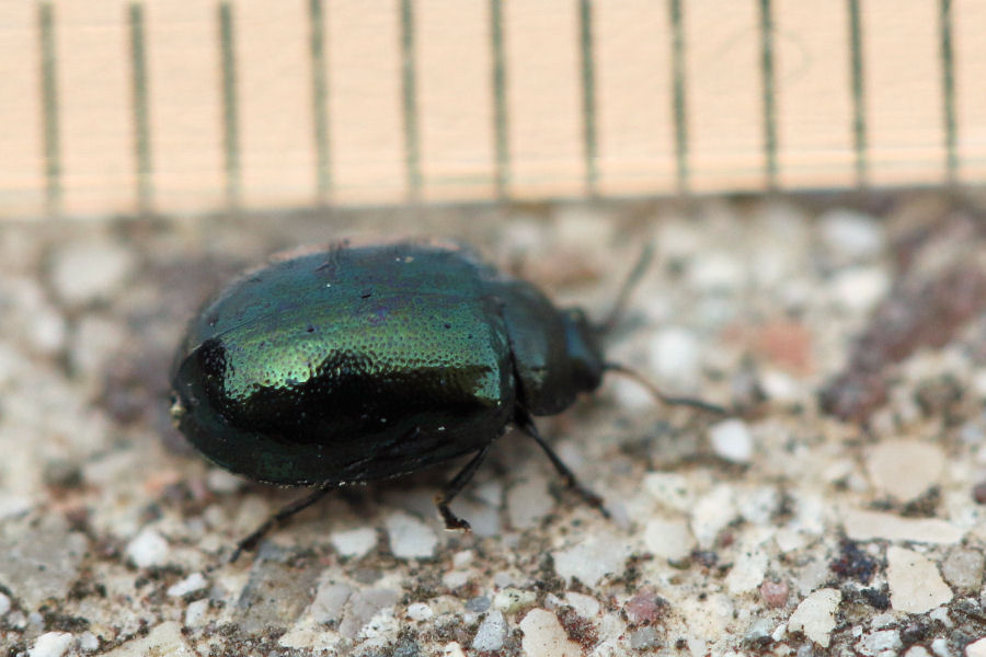 Chrysomelidae: Plagiodera versicolora