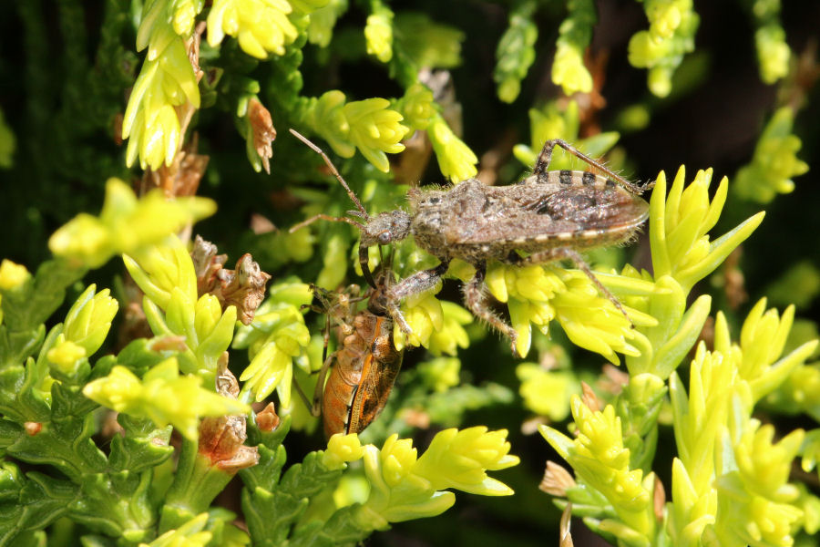 Coranus griseus preda Holcogaster fibulata