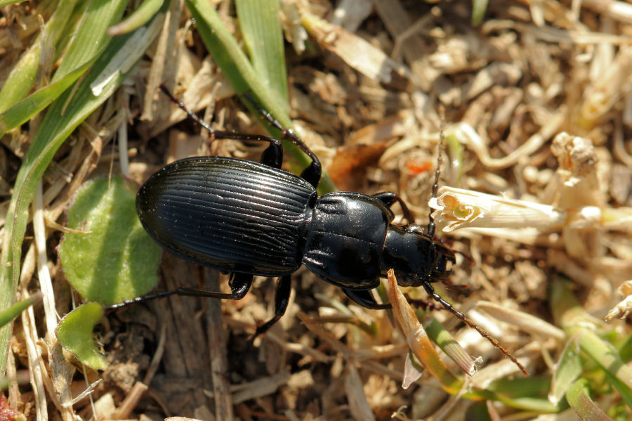 Carabidae: Pterostichus melas italicus