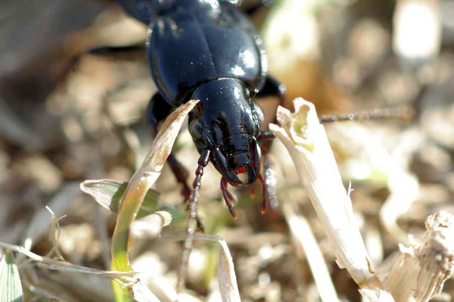 Carabidae: Pterostichus melas italicus