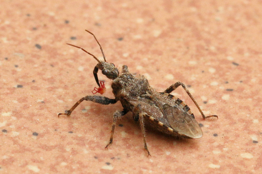 Reduviidae: Coranus griseus a caccia di acari rossi