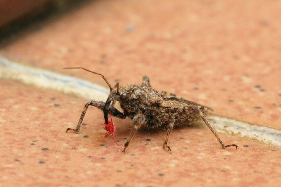 Reduviidae: Coranus griseus a caccia di acari rossi