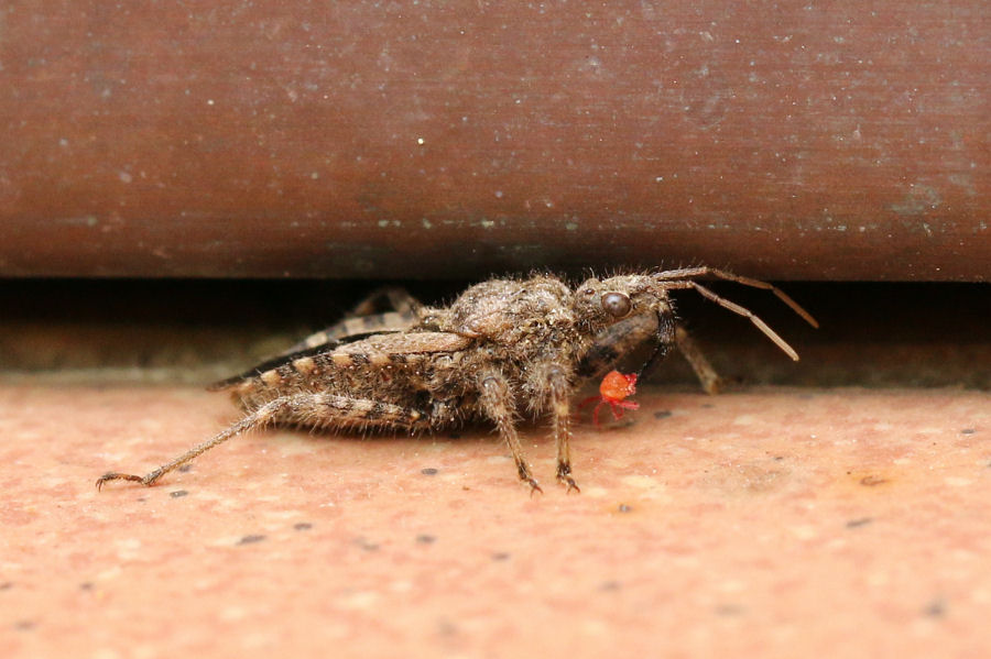 Reduviidae: Coranus griseus a caccia di acari rossi