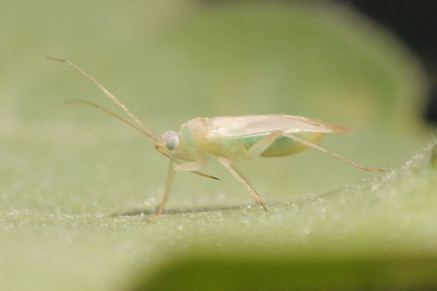 Miridae: Orthotylus sp.