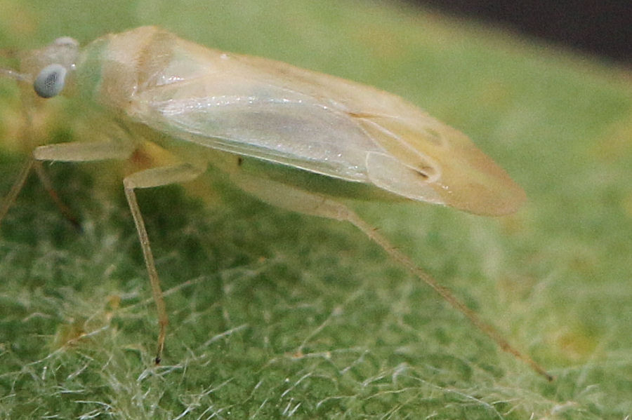 Miridae: Orthotylus sp.
