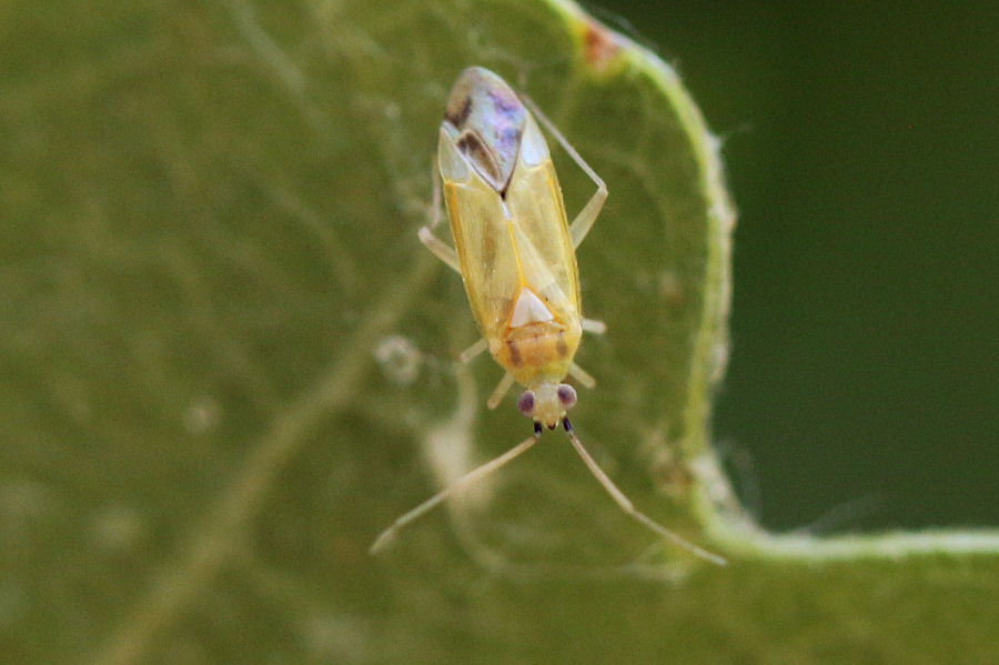 Miridae: Icodema infuscata