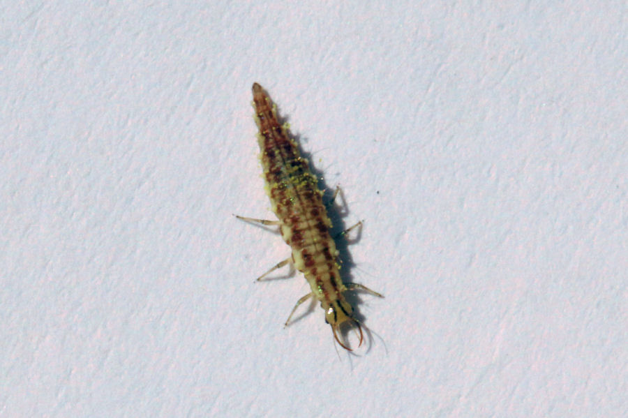 Larva di Chrysopidae:  Chrysoperla sp.