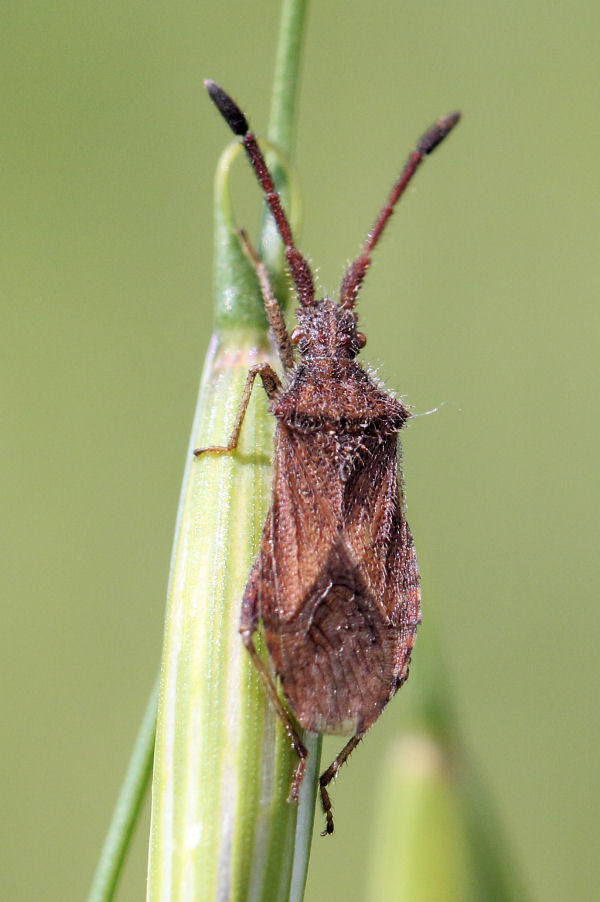 Coreidae: Coriomeris denticulatus