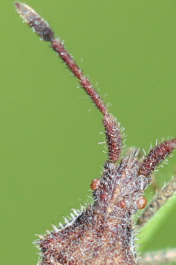 Coreidae: Coriomeris denticulatus