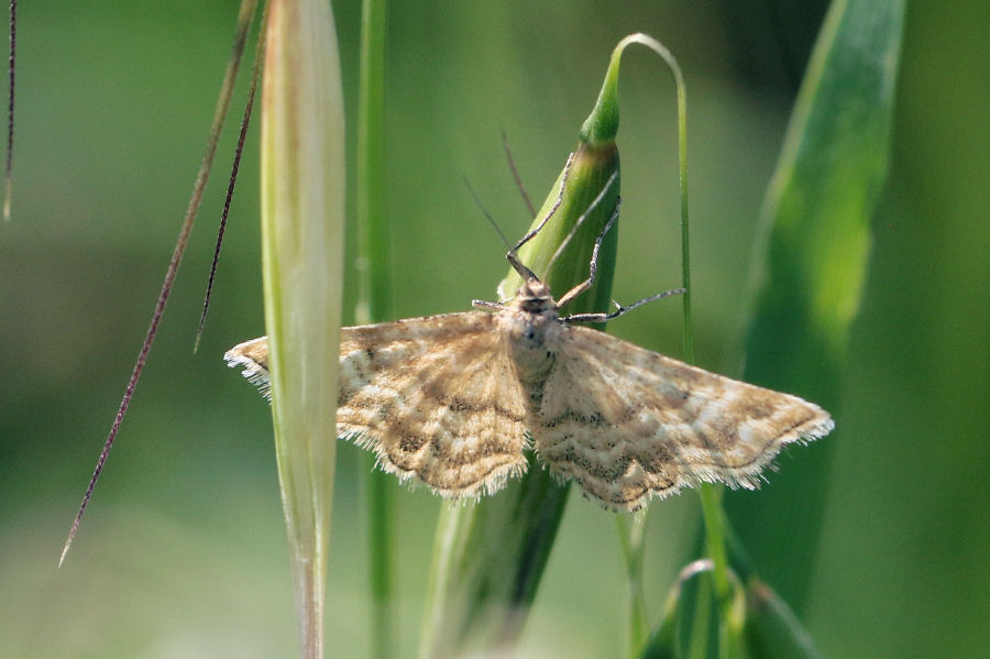 Geometridae:  Emmiltis pygmaearia