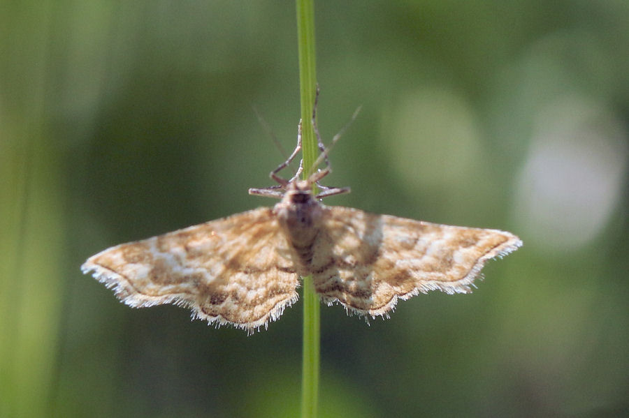 Geometridae:  Emmiltis pygmaearia