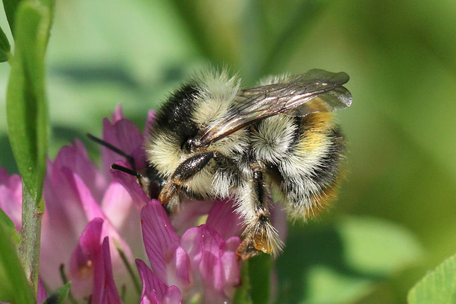 Apidae: Bombus sylvarum? S, regina.