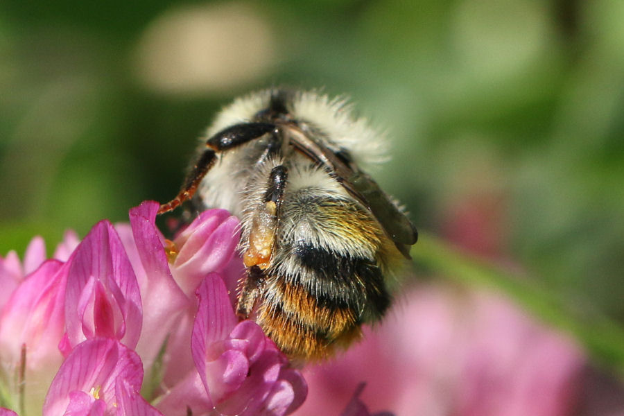 Apidae: Bombus sylvarum? S, regina.