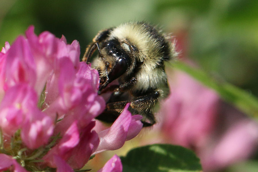 Apidae: Bombus sylvarum? S, regina.