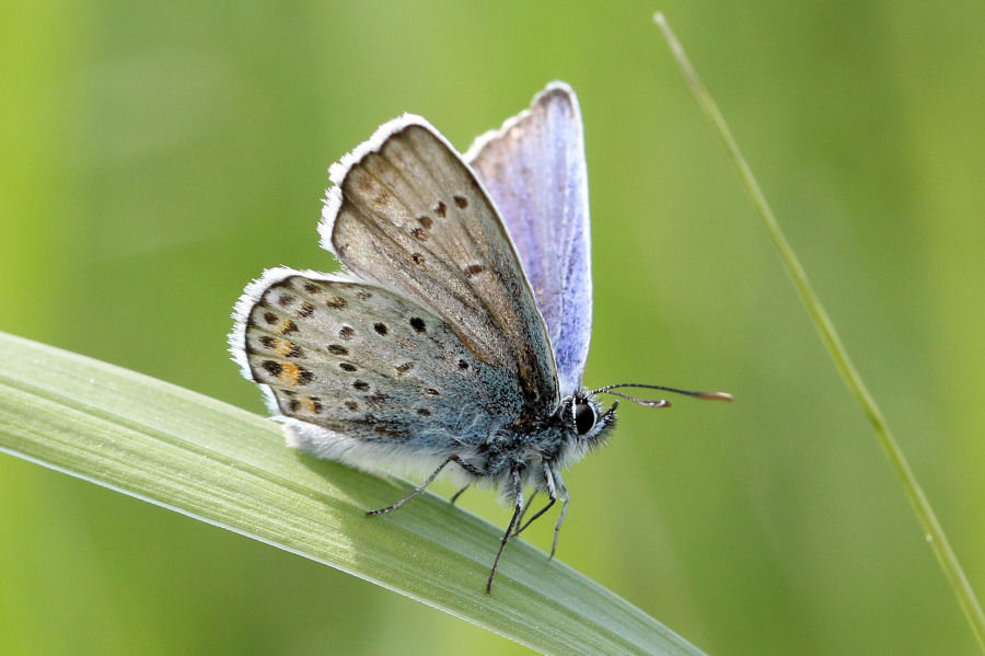 Lycaenidae da id: Plebejus argus