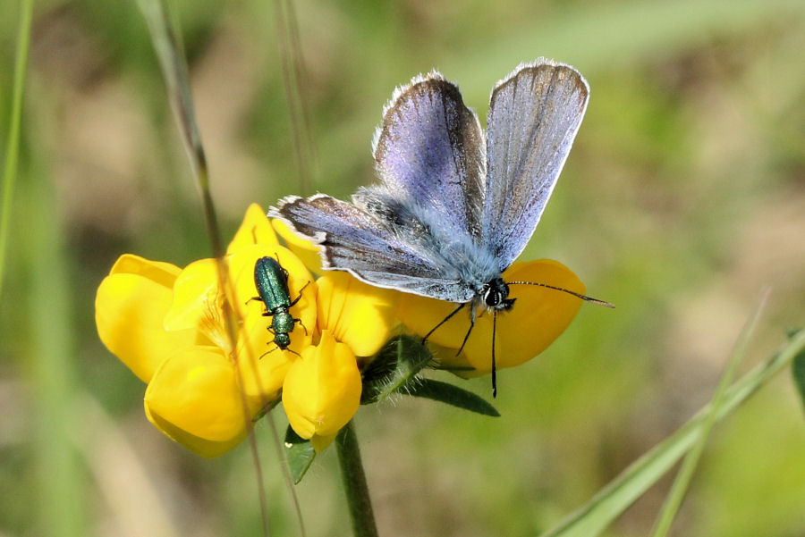 Lycaenidae da id: Plebejus argus