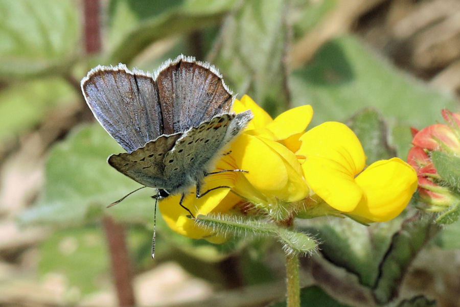 Lycaenidae da id: Plebejus argus