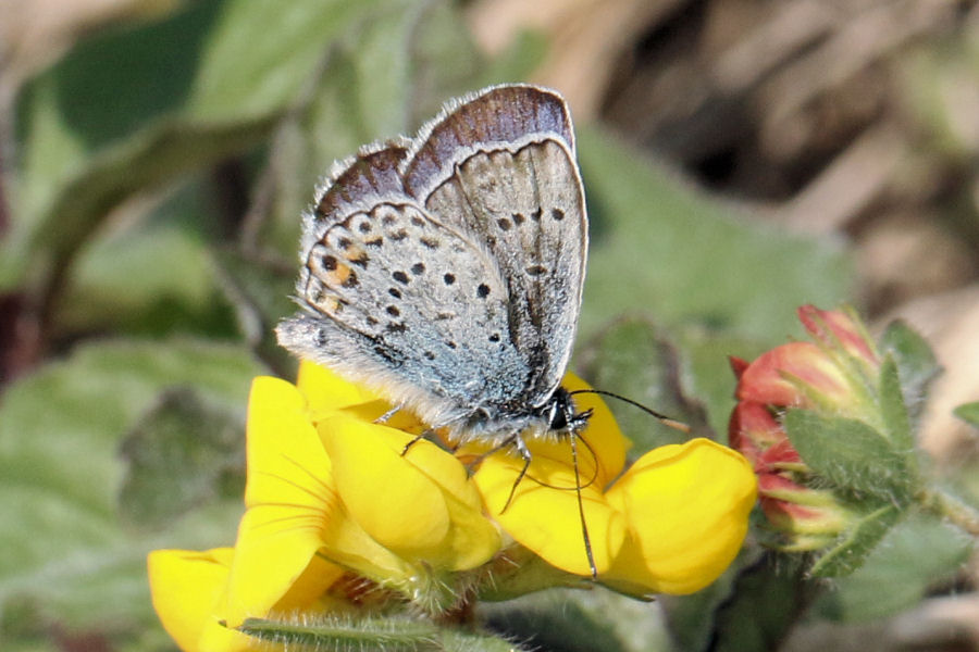 Lycaenidae da id: Plebejus argus