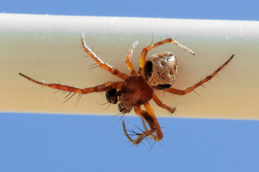 Araneidae: Araneus sturmi maschio?