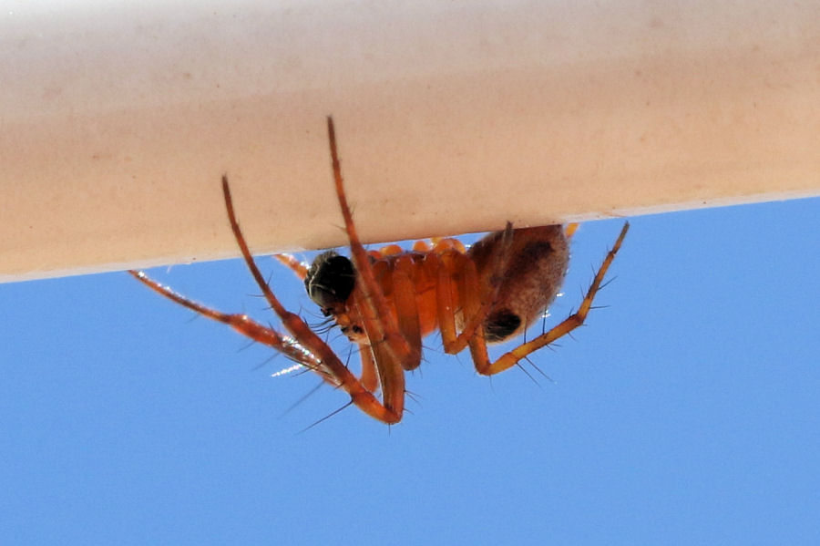 Araneidae: Araneus sturmi maschio?