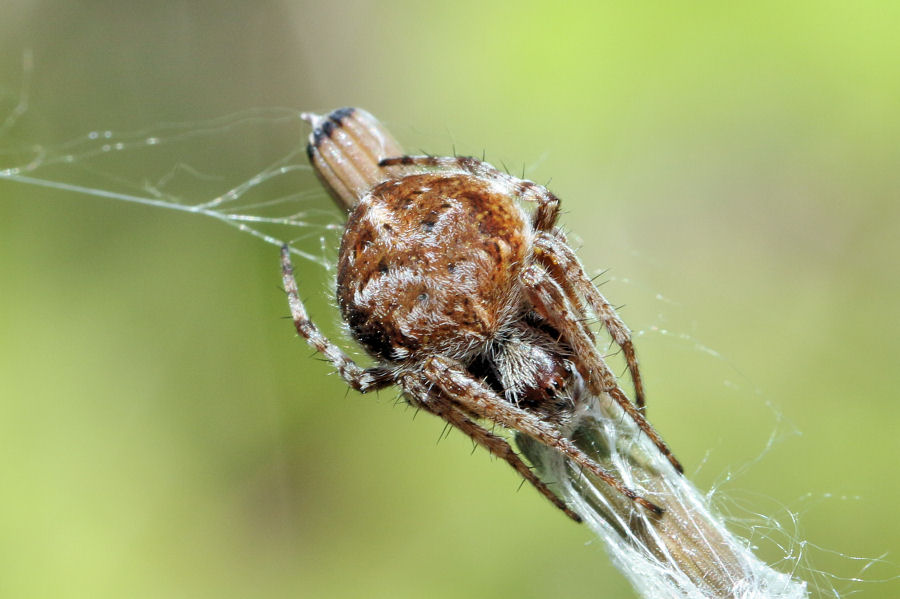 Araneidae: Agalenatea redii - Castel Maggiore (BO)