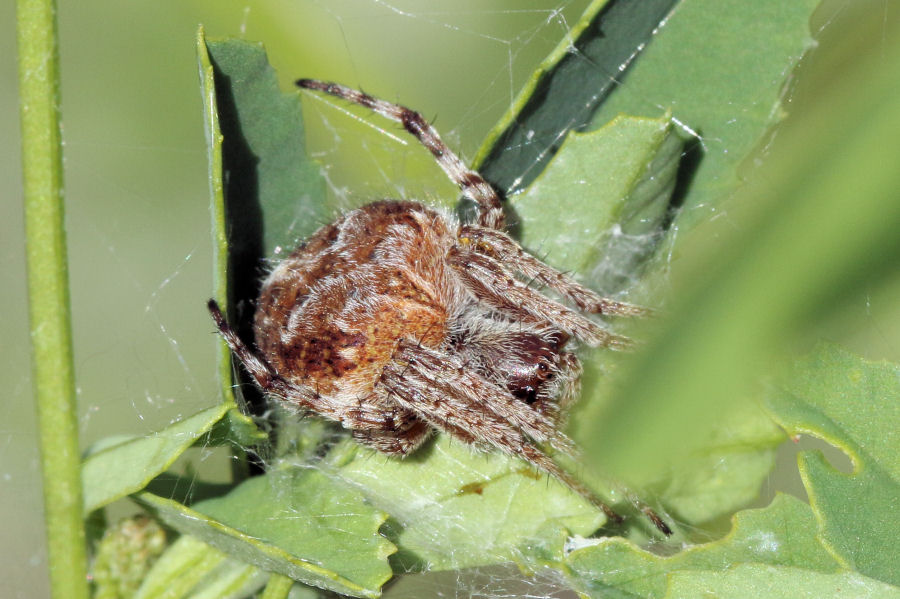 Araneidae: Agalenatea redii - Castel Maggiore (BO)