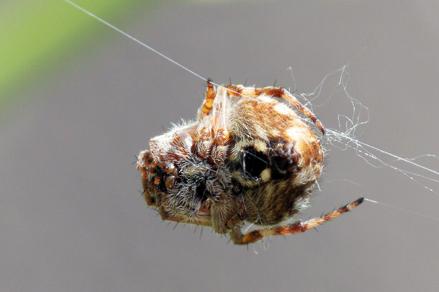 Araneidae: Agalenatea redii - Castel Maggiore (BO)