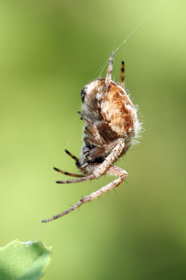 Araneidae: Agalenatea redii - Castel Maggiore (BO)