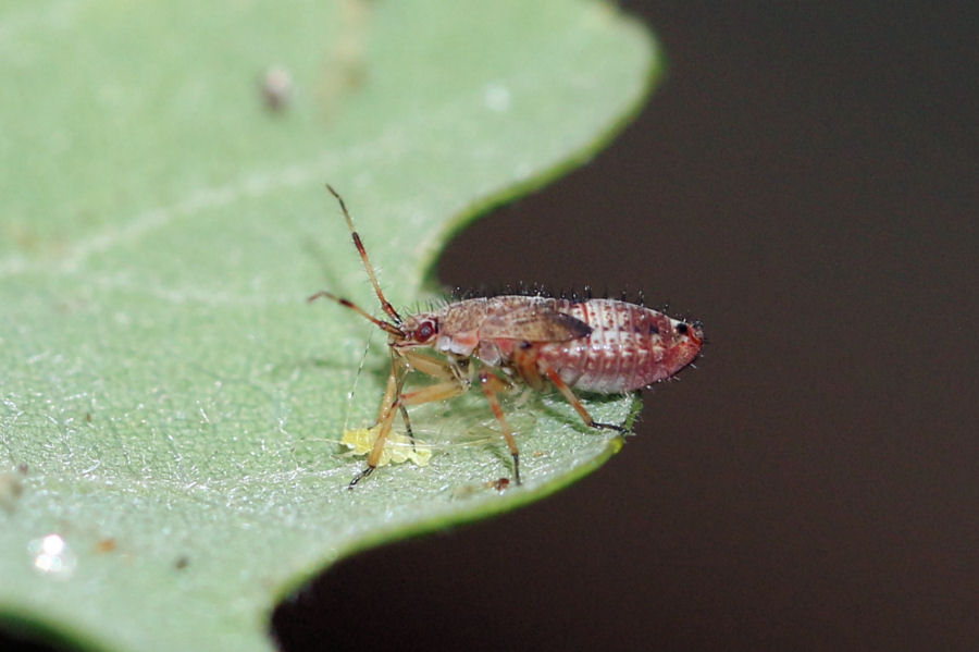 Miridae: Ninfa di Deraeocoris flavilinea (in alimentazione) ?  S !