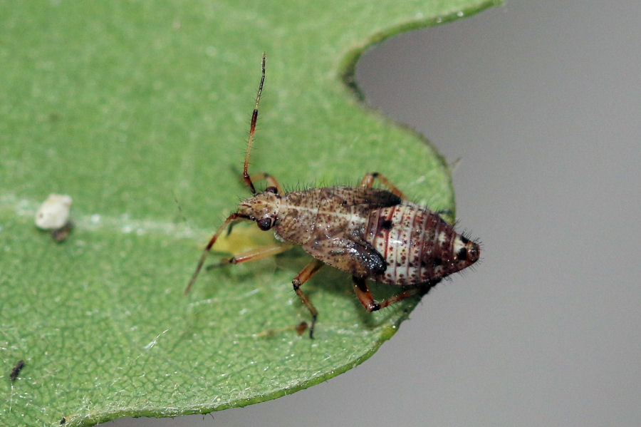 Miridae: Ninfa di Deraeocoris flavilinea (in alimentazione) ?  S !