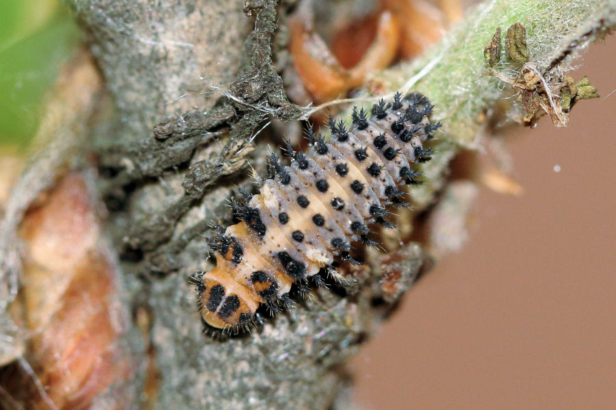 Larva di coccinella da id.