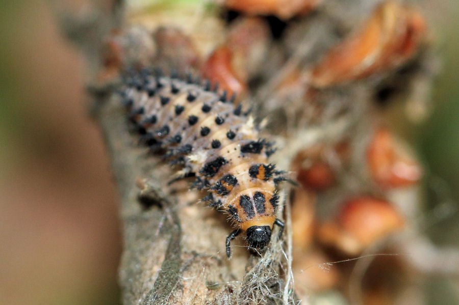 Larva di coccinella da id.