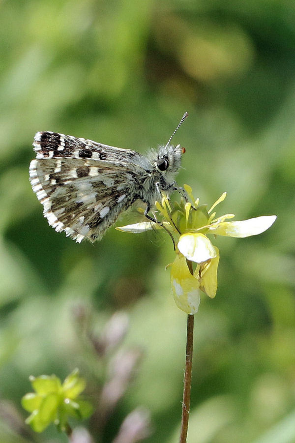 Pyrgus malvoides (Hesperiidae), maschio