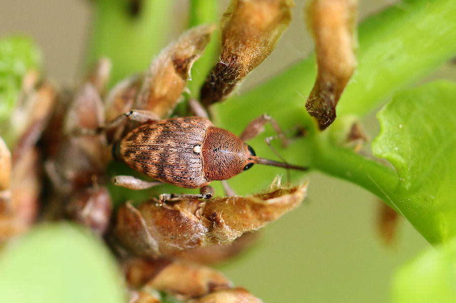 Curculionidae: Curculio glandium?